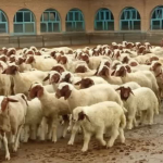 «وقتی جنگنده‌ها در آسمان‌اند و قوچ‌ها در میدان!»/  جشنواره قوچ برتر؛ از پنتاگون تا خوشاب، همه دنبال یک قوچ‌اند!