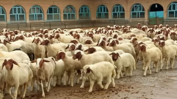 جشنواره قوچ برتر خوشاب-گوسفند
