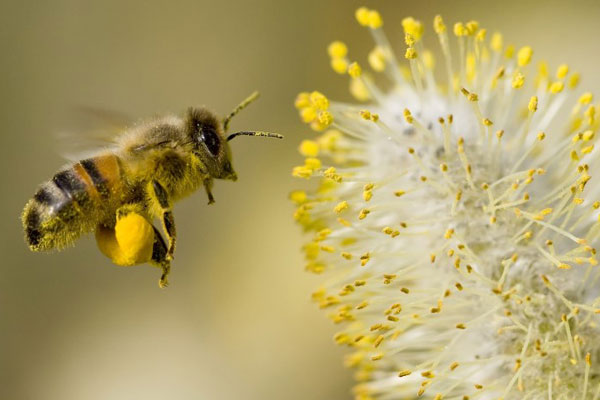 زنبورداران سبزوار چشم انتظار حمایت مسئولان-بصیرت خوشاب